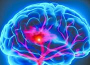 Apa yang Terjadi di Otak Saat Kita Sedang Fokus