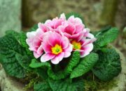 Bagaimana Alam Menyusun Pola Simetris di Bunga dan Daun