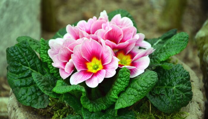 Bagaimana Alam Menyusun Pola Simetris di Bunga dan Daun