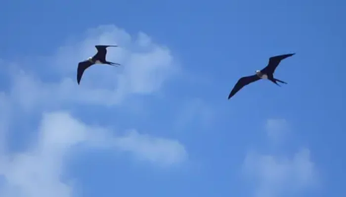 Bagaimana Burung Bisa Terbang Tanpa Jatuh