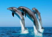 Bagaimana Hewan Laut Berkomunikasi Tanpa Bicara