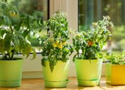 Bagaimana Tumbuhan Bisa Berkomunikasi Tanpa Suara