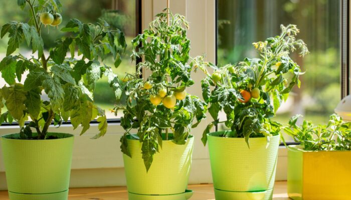 Bagaimana Tumbuhan Bisa Berkomunikasi Tanpa Suara