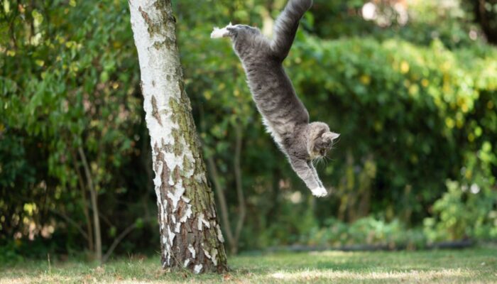 Kenapa Kucing Selalu Mendarat dengan Kaki
