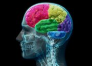 Otak Kita Bisa Tertipu Warna dan Ini Penjelasannya