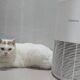 Review Xiaomi Smart Pet Care Air Purifier Majikan Sehat, Anabul Tenang