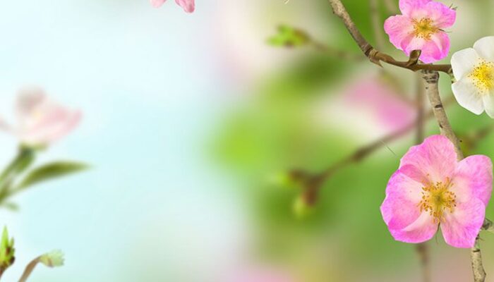 Bikin Desktop PC & Laptop Lebih Hidup dengan Live Wallpaper, Ini Caranya!