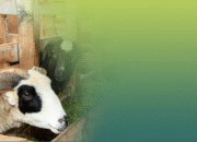 Bingung Pilih Hewan Kurban? Coba Manfaatkan AI Ini Sesuai Budgetmu!