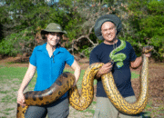 Anaconda Raksasa di Sungai? Penampakan dari Udara Bikin Merinding!