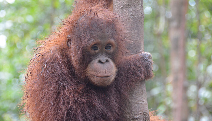 Ternyata Bumi Juga Punya Ritme Rahasia Seperti Kita?