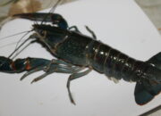 Rahasia dari Papua, 7 Jenis Lobster Air Tawar Baru Ditemukan!