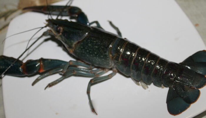 Rahasia dari Papua, 7 Jenis Lobster Air Tawar Baru Ditemukan!