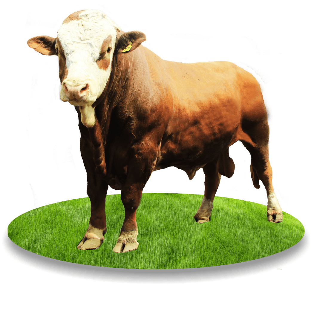 Kenalan Lebih Dekat dengan Sapi Simental Kesayangan Pak Prabowo, Si Bruno Gemoy!