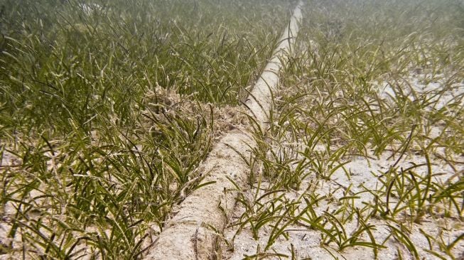Kabel Laut Telkom di Papua Bermasalah, Apa yang Terjadi dan Solusinya?