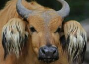 Fakta Unik Dunia Hewan, Temukan Makhluk Aneh dari Madagaskar sampai Amazon!