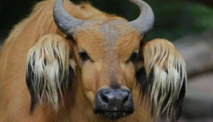 Fakta Unik Dunia Hewan, Temukan Makhluk Aneh dari Madagaskar sampai Amazon!