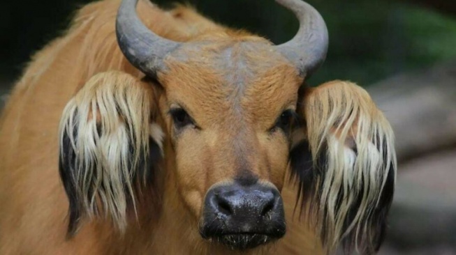 Fakta Unik Dunia Hewan, Temukan Makhluk Aneh dari Madagaskar sampai Amazon!