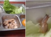 Siput Nyasar di Menu MBG? Kok Bisa Jadi Pengen Escargot, Ya!