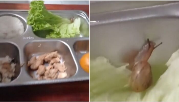 Siput Nyasar di Menu MBG? Kok Bisa Jadi Pengen Escargot, Ya!