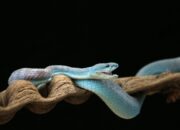 Terobosan! Racun 17 Ular Mematikan Kini Ada Penangkalnya