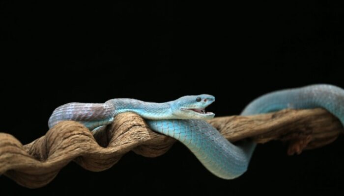 Terobosan! Racun 17 Ular Mematikan Kini Ada Penangkalnya