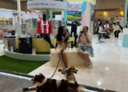 Bikin Hewan Peliharaanmu Betah di Rumah? Rahasianya Ada di Udara dengan Sharp Purifier & Dehumidifier!