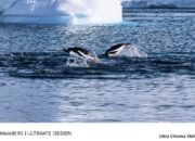 Bocoran Foto Huawei Mate 80 Series, Siap-siap Terkejut!