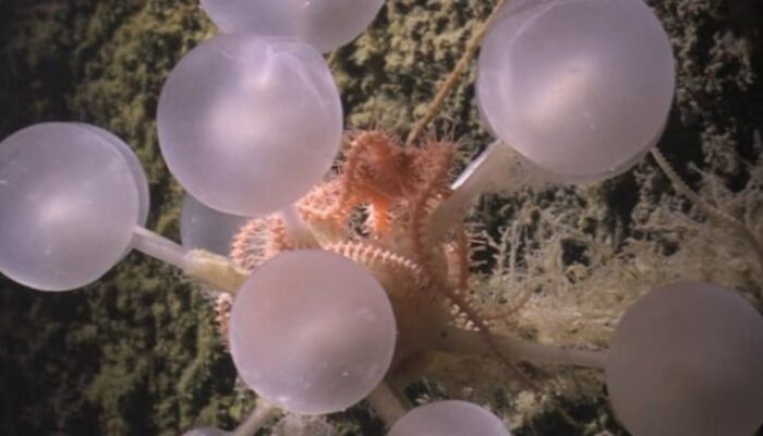 Misteri Palung Laut Terungkap, Moluska Purba Ini Simpan Kunci Evolusi?