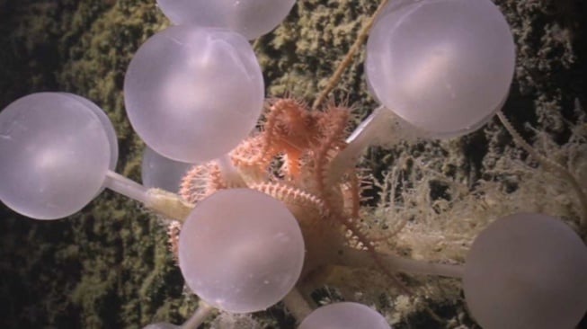 Misteri Palung Laut Terungkap, Moluska Purba Ini Simpan Kunci Evolusi?