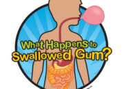 Benarkah Menelan Permen Karet Berbahaya? Ini Faktanya!