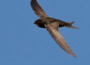 Burung Walet Kelapa Ini Punya Otot Sayap Sehebat Kawat, Bisa Terbang Nonstop Sampai 10 Bulan Lho!