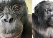 Ilmuwan Takjub Bonobo Bisa Bermain Pura-pura Seperti Kita