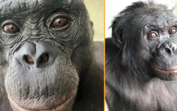 Ilmuwan Takjub Bonobo Bisa Bermain Pura-pura Seperti Kita