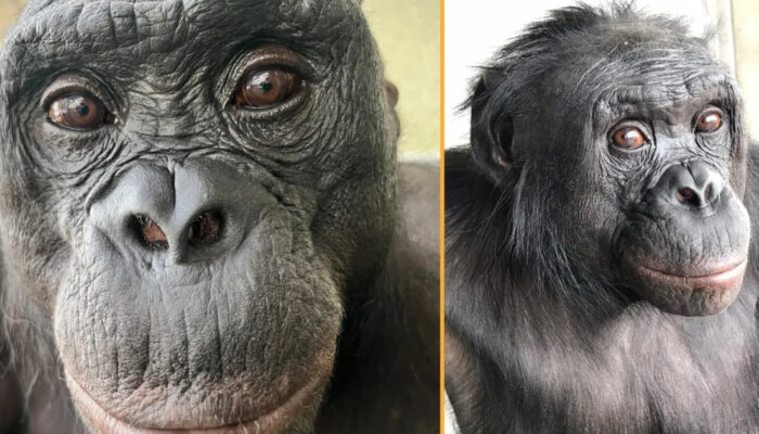 Ilmuwan Takjub Bonobo Bisa Bermain Pura-pura Seperti Kita