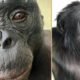 Ilmuwan Takjub Bonobo Bisa Bermain Pura-pura Seperti Kita