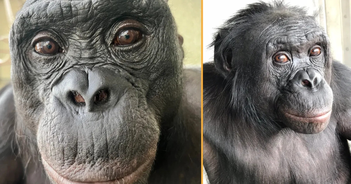 Ilmuwan Takjub Bonobo Bisa Bermain Pura-pura Seperti Kita