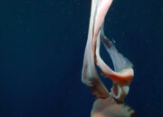 Misteri Laut Dalam Tersingkap Ubur-Ubur Raksasa Sebesar Bus