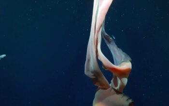 Misteri Laut Dalam Tersingkap Ubur-Ubur Raksasa Sebesar Bus