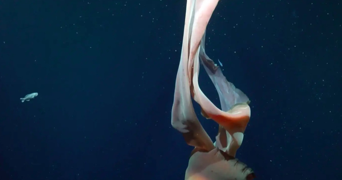 Misteri Laut Dalam Tersingkap Ubur-Ubur Raksasa Sebesar Bus