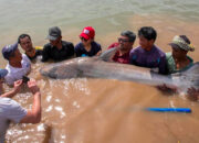 Misteri Lele Raksasa Mekong Menyusut Drastis Ilmuwan Panik