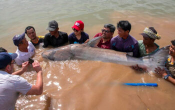 Misteri Lele Raksasa Mekong Menyusut Drastis Ilmuwan Panik