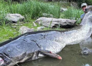 Pemancing Profesional Eropa Taklukkan Lele Raksasa 3 Meter