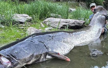 Pemancing Profesional Eropa Taklukkan Lele Raksasa 3 Meter