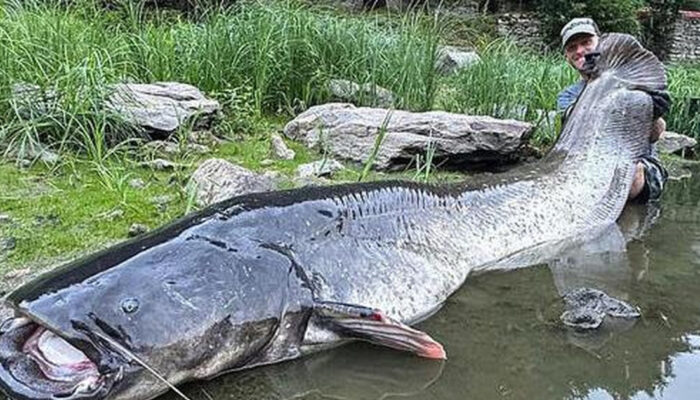 Pemancing Profesional Eropa Taklukkan Lele Raksasa 3 Meter