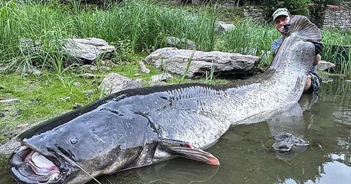 Pemancing Profesional Eropa Taklukkan Lele Raksasa 3 Meter