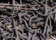 Rahasia Sarang Ular Raksasa Terkuak Berkat Teknologi Canggih