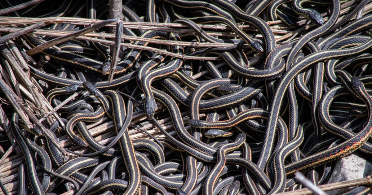 Rahasia Sarang Ular Raksasa Terkuak Berkat Teknologi Canggih