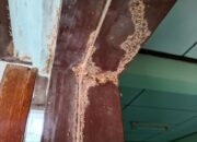 Rayap di Rumah? Kenali Bahayanya dan Solusi Tepat dengan Jasa Anti Rayap Profesional