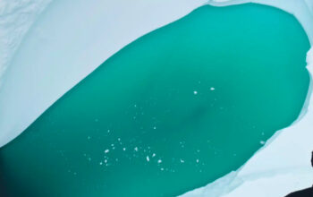 Antartika Menghijau dari Luar Angkasa Bukan Misteri Berbahaya