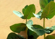 China Tanam Karet Militer di Gurun Gobi Demi Apa?